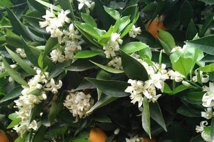 福建人吃的壳子叫什么