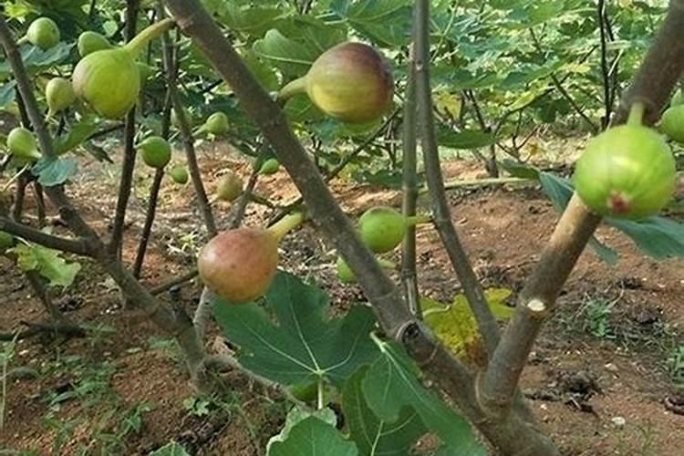 无花果果期有多久,果期养护与管理方法