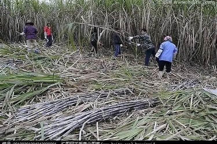 如何在甘蔗上正确使用生物肥