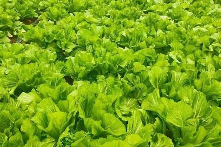 新手兰花种植方法,切记,兰花施肥6禁忌不要犯,核心技巧其实很简单百 ...