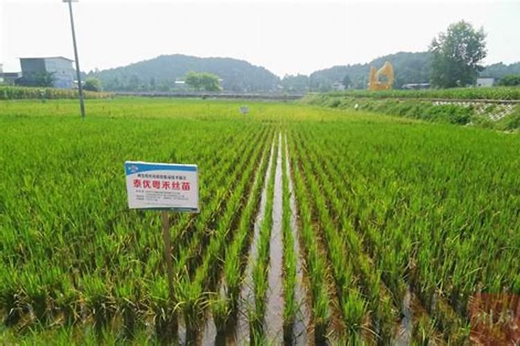 赤霉素在水稻上的应用？