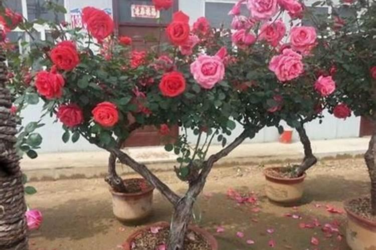 芸苔素和多菌灵能混用吗？
