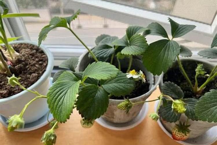草莓多久施肥一次