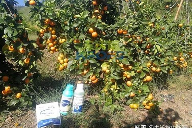 柑橘施肥时间和用量 柑橘施肥时间和用量是什么