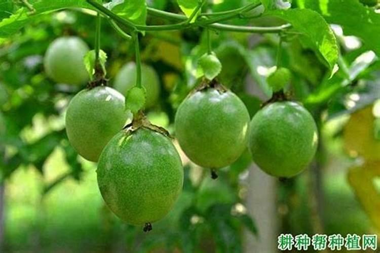 百香果挂果后施什么肥合适