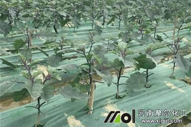 桃花用什么土种最好 桃花什么时候换盆