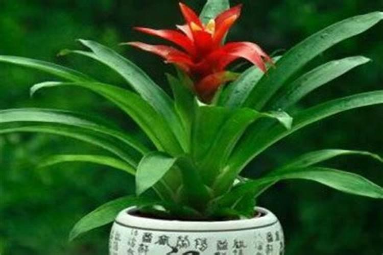 鸿运当头怎么施肥