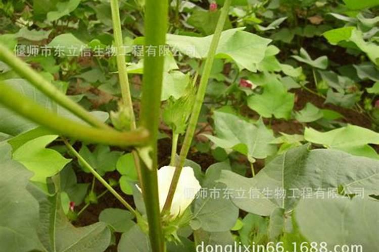 硼肥片治虫有效吗