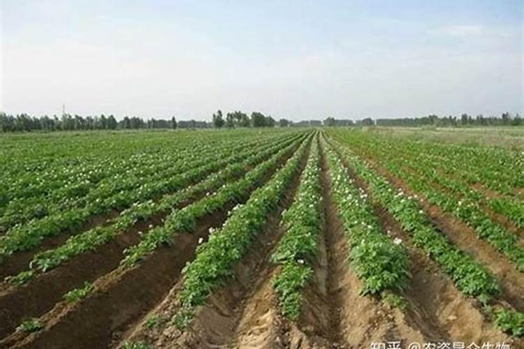 土豆喷施什么肥料好？土豆用什么叶面肥好？