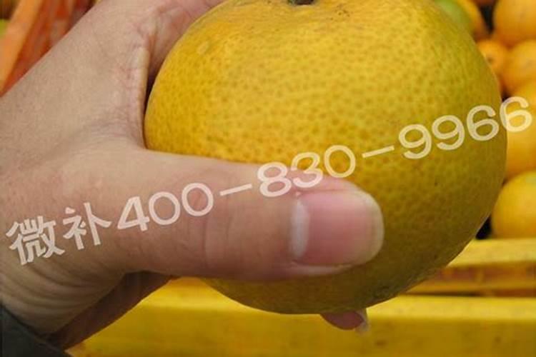 耙耙柑树打铜制剂和叶面肥中毒了怎么办？
