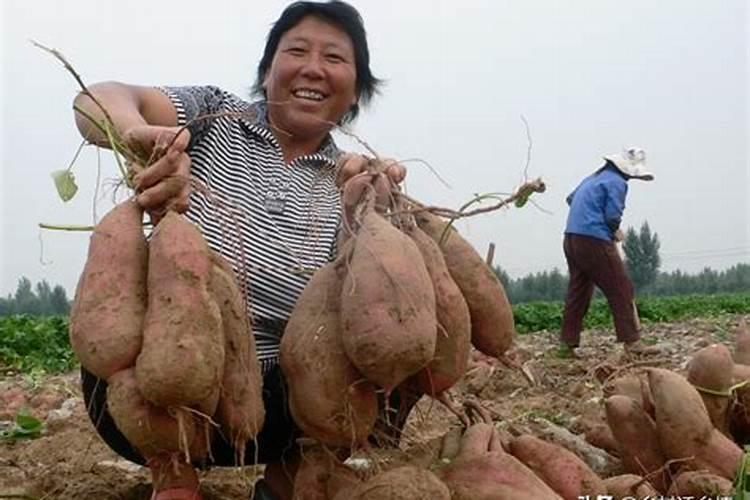 白地瓜种植时间方法及管理