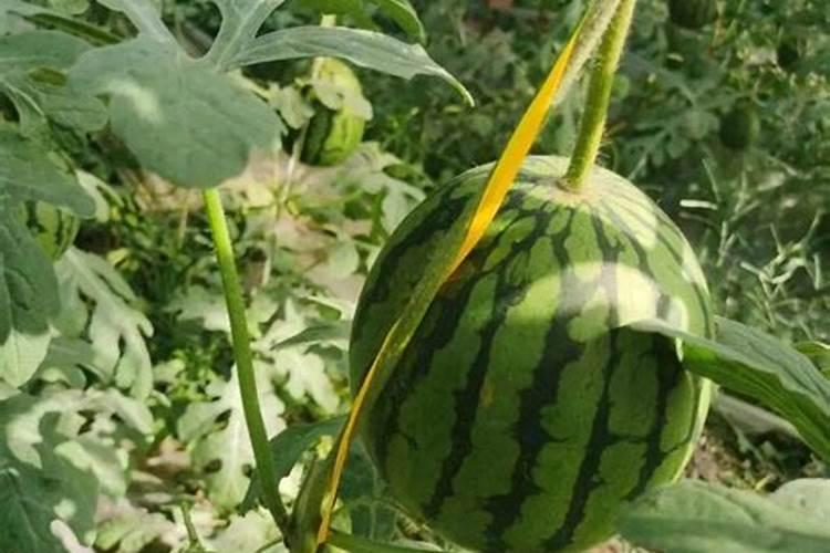 西瓜施什么肥料最甜
