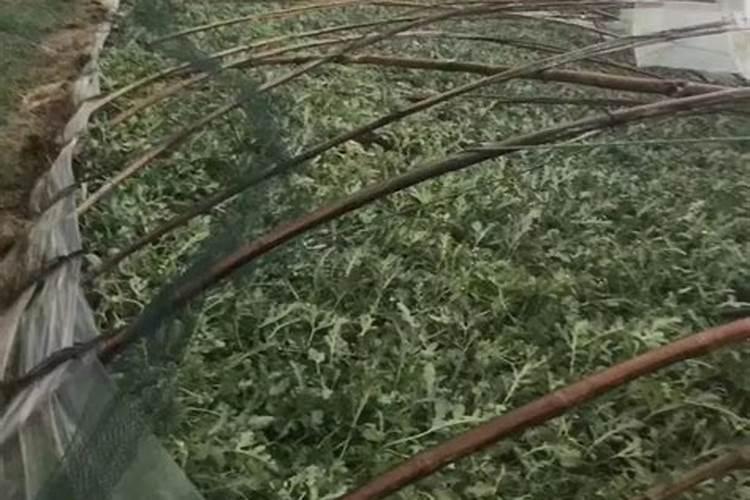 温室大棚出现肥害怎么办？