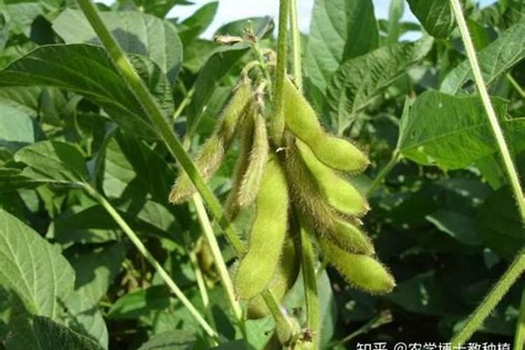 种豆角用什么肥料好