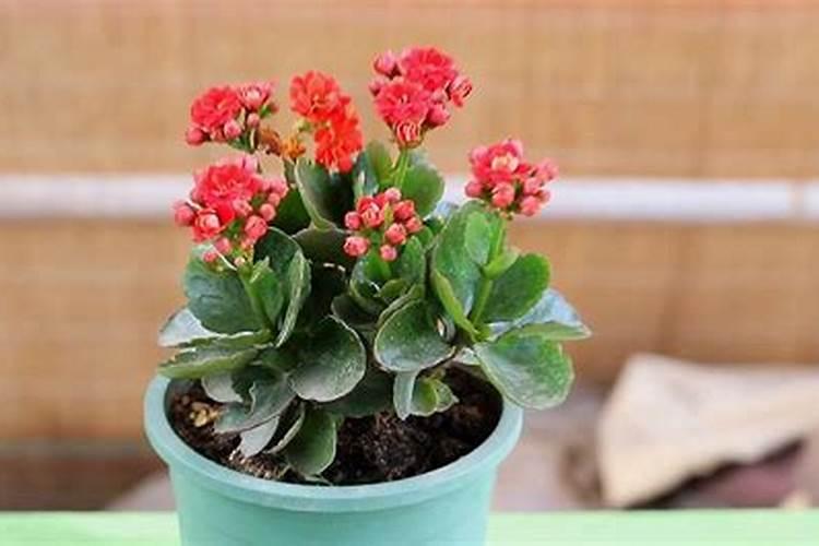 长寿花花苞枯萎怎么办