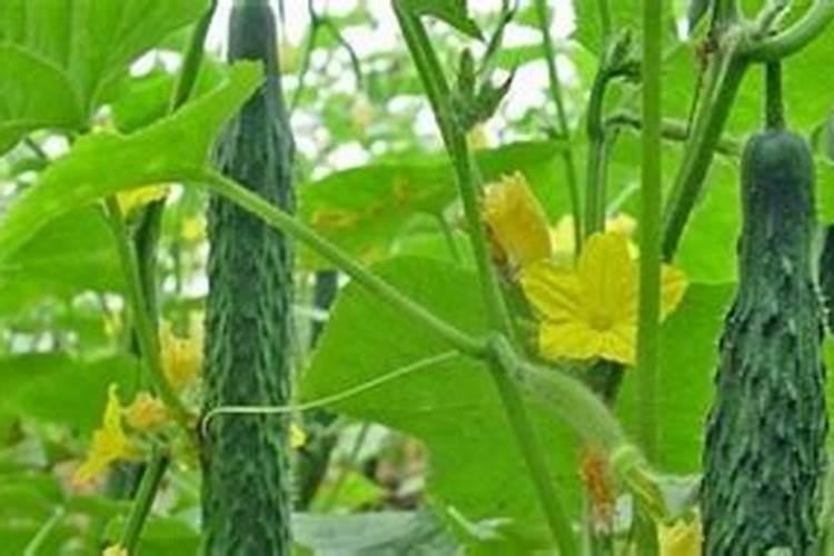 黄瓜西红柿用什么肥料