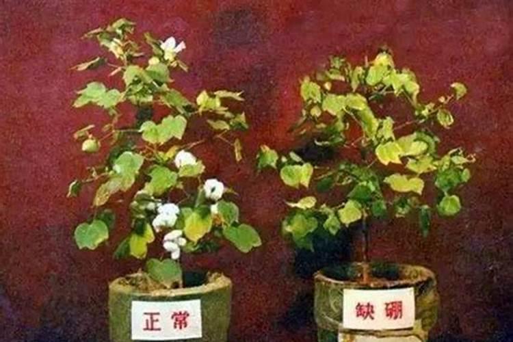 花卉缺硼有何症状？