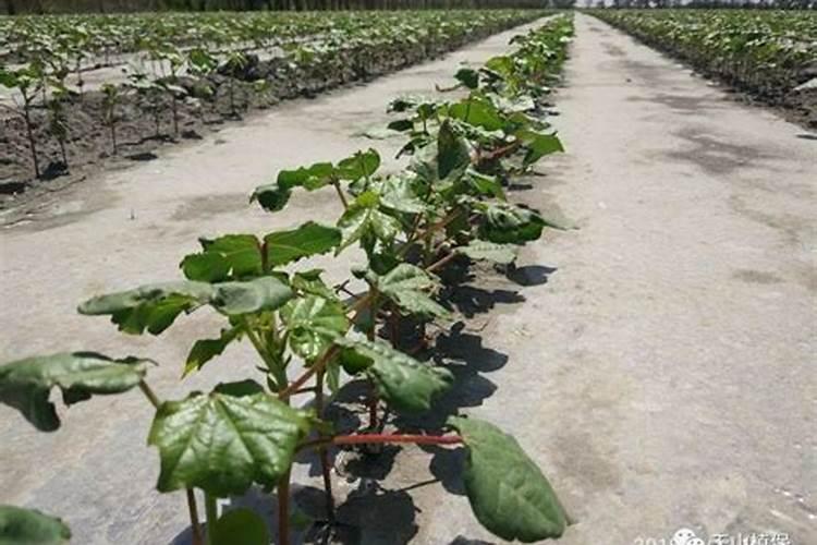 油菜缺什么容易花而不实花卉百科