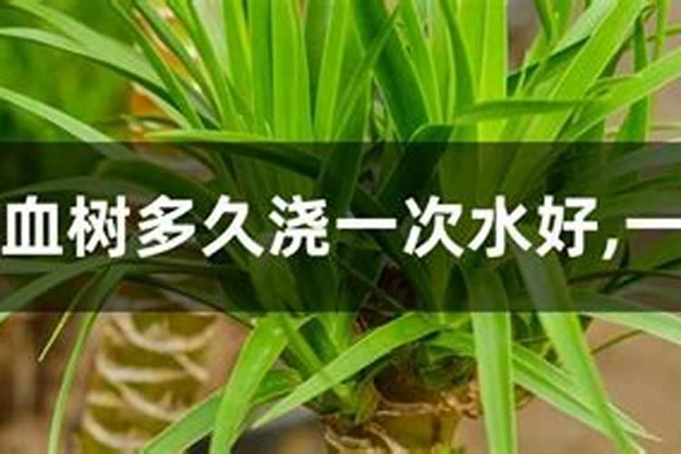 龙血树怎么养才能长得旺盛？