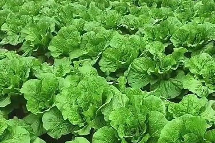 大白菜什么时候施肥和浇水