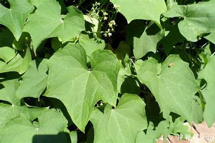 家里种的佛手瓜一直没有开花,结果!怎么回事啊？