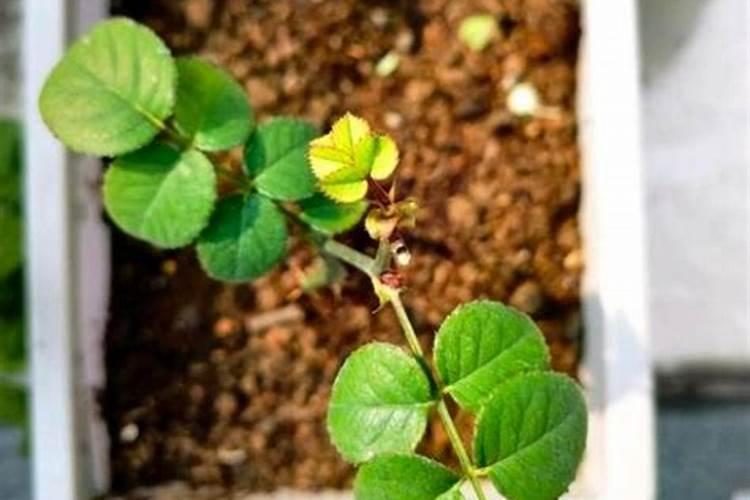鱼蛋白叶面肥能和乙蒜素混用吗？