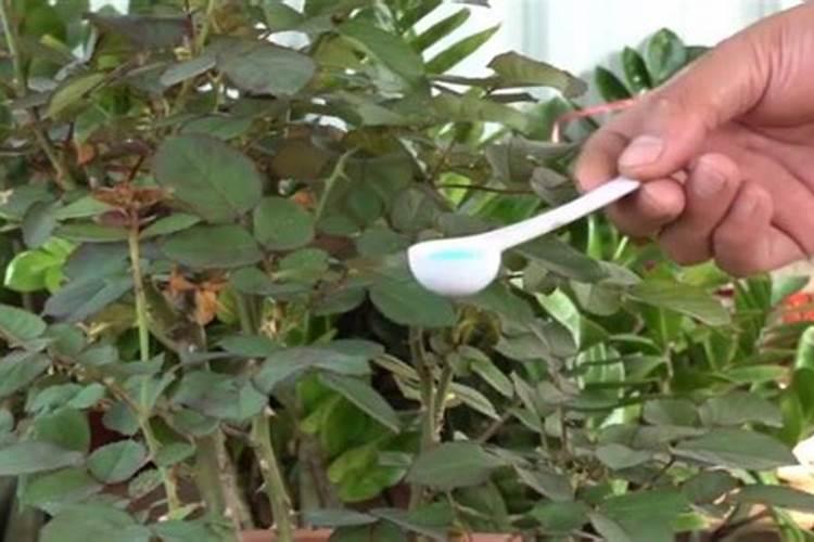 月季花施磷酸二氢钾肥料的正确用法