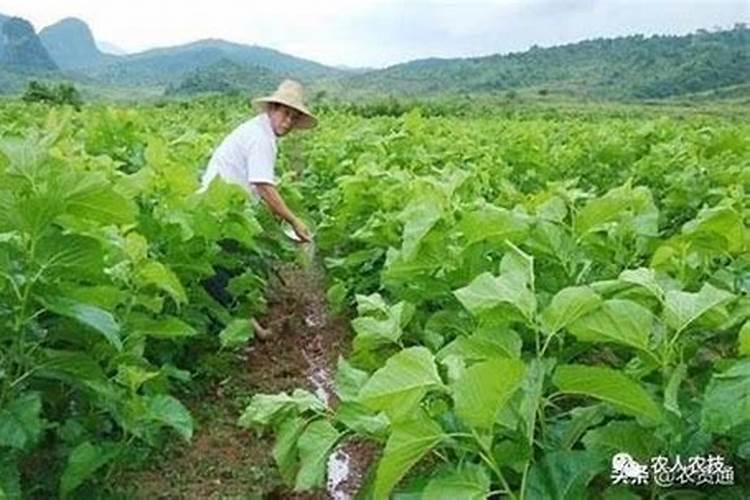 小白菜叶面打尿素水行吗？