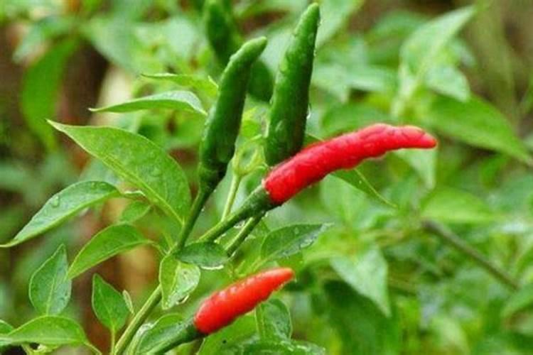 辣椒种植需要施什么肥