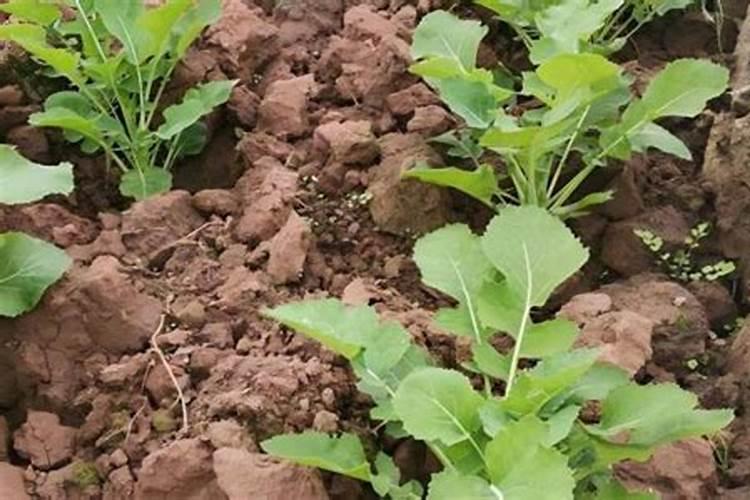 种植油菜为什么要施硼肥油菜啥时候施硼肥好