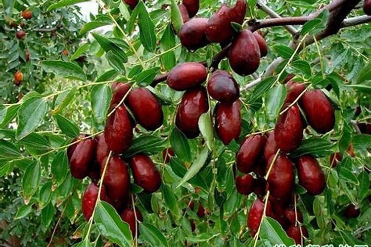 枣树施什么肥料最好