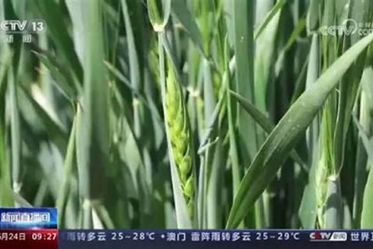 小麦抽穗扬花期管理技术与措施
