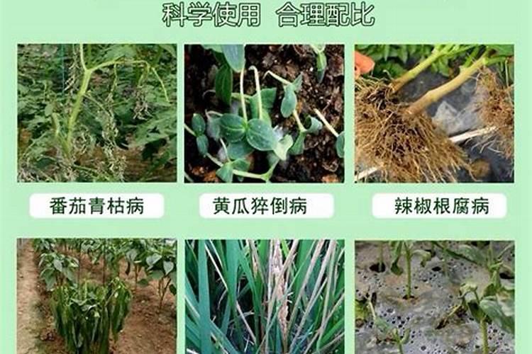 老师辣椒的疫病和青枯病如何防