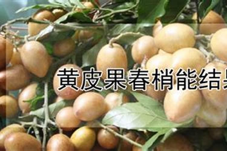 黄皮果树施什么肥