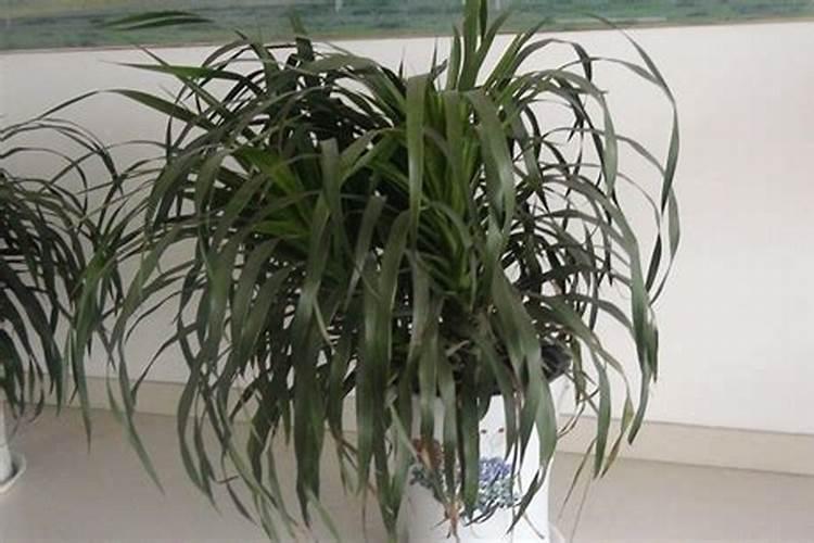 月季花怎么施肥