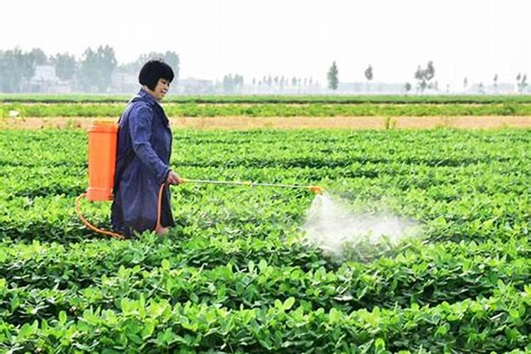 大豆地先打叶面肥还是先打除草剂好？
