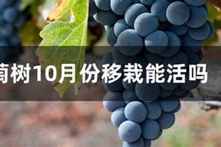 刚栽的葡萄树需要施肥吗？