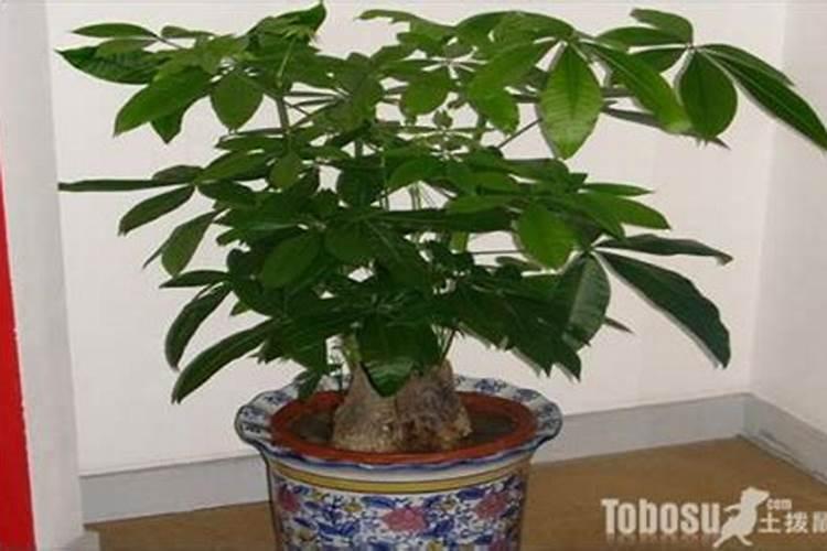 养花多久施一次肥？