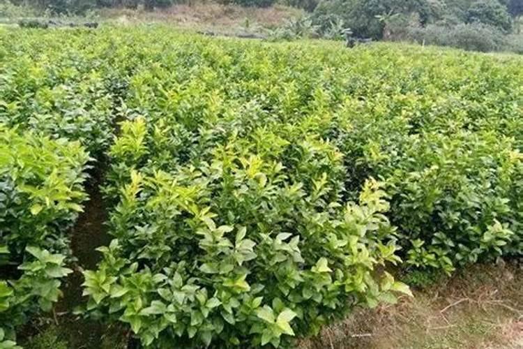刚种得一个月沙糖橘要放什么肥料