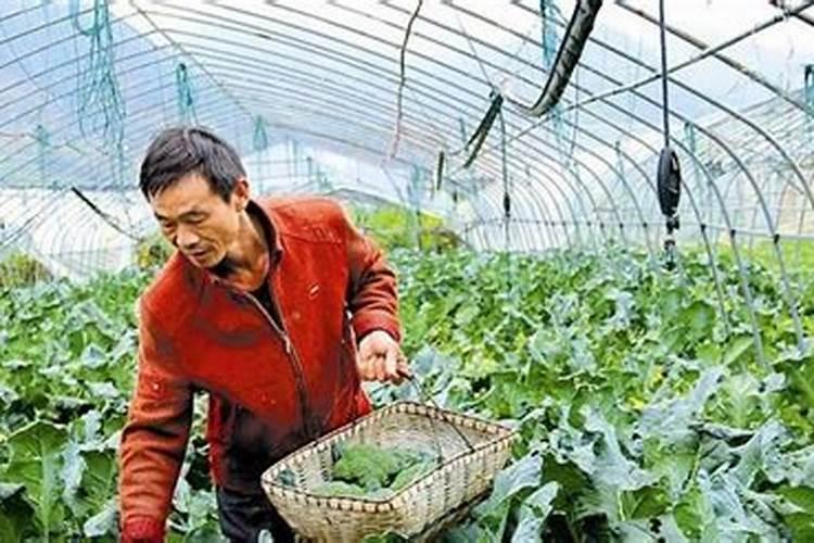 益民大青花葵栽培要点