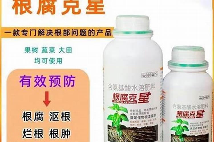 靠接的桂花几天能喷浆