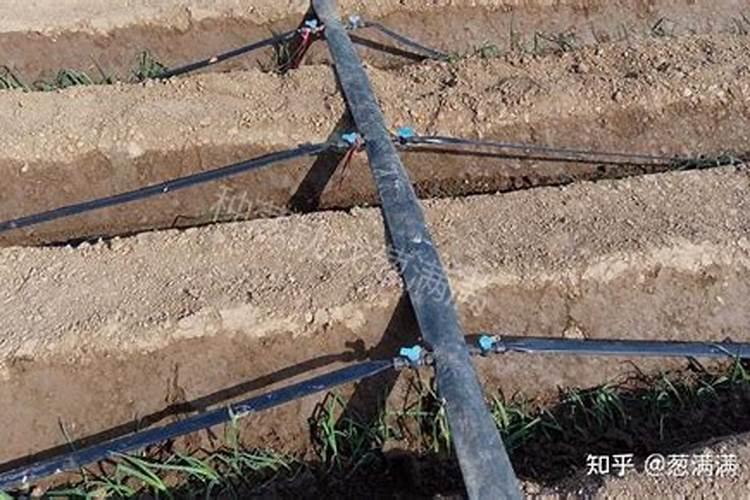大葱用什么肥料长得最好