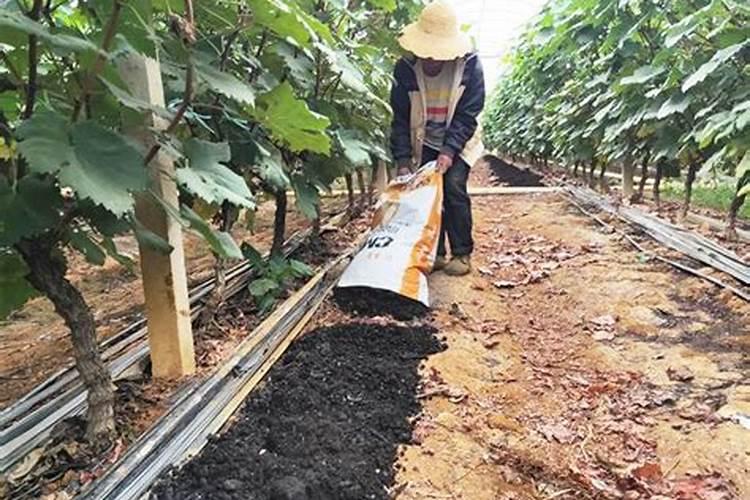园林肥料有哪些