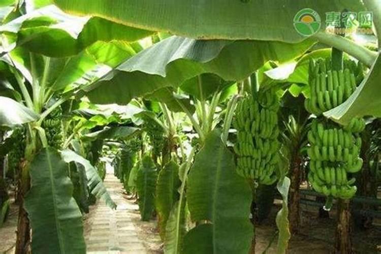 藕田施肥技巧是什么？该注意哪些事项？