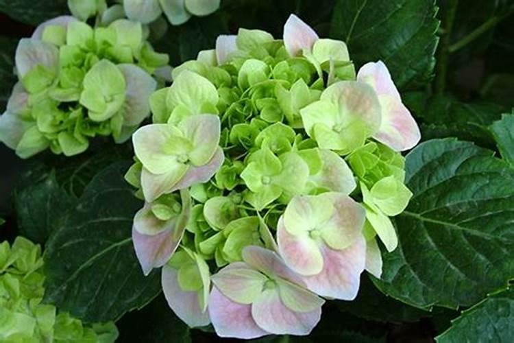 八仙花的施肥技巧