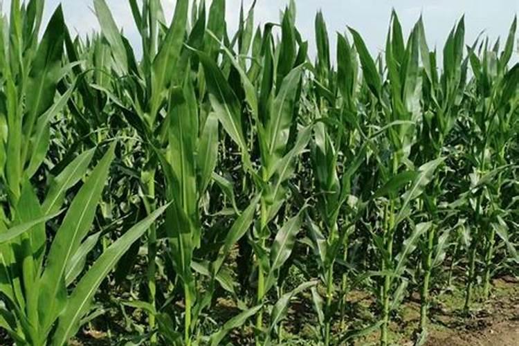 玉米什么时候追肥好？雨前还是雨后追？