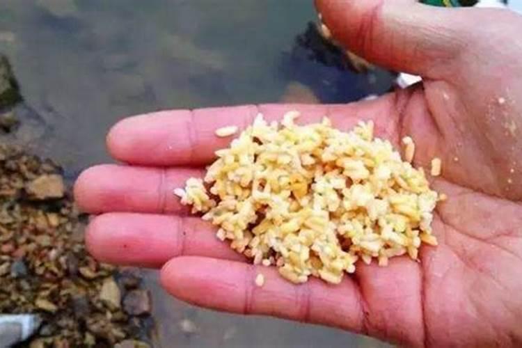菜籽饼用水浸泡多久可以喂鱼