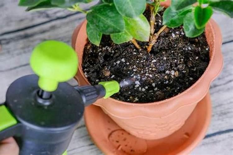 氮肥养花的作用