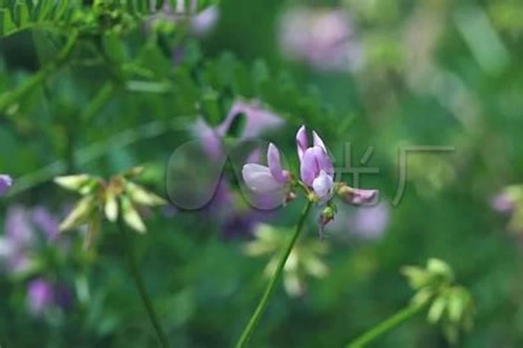 绣球有花苞了该怎么施肥