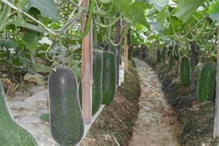 发财树要用什么土